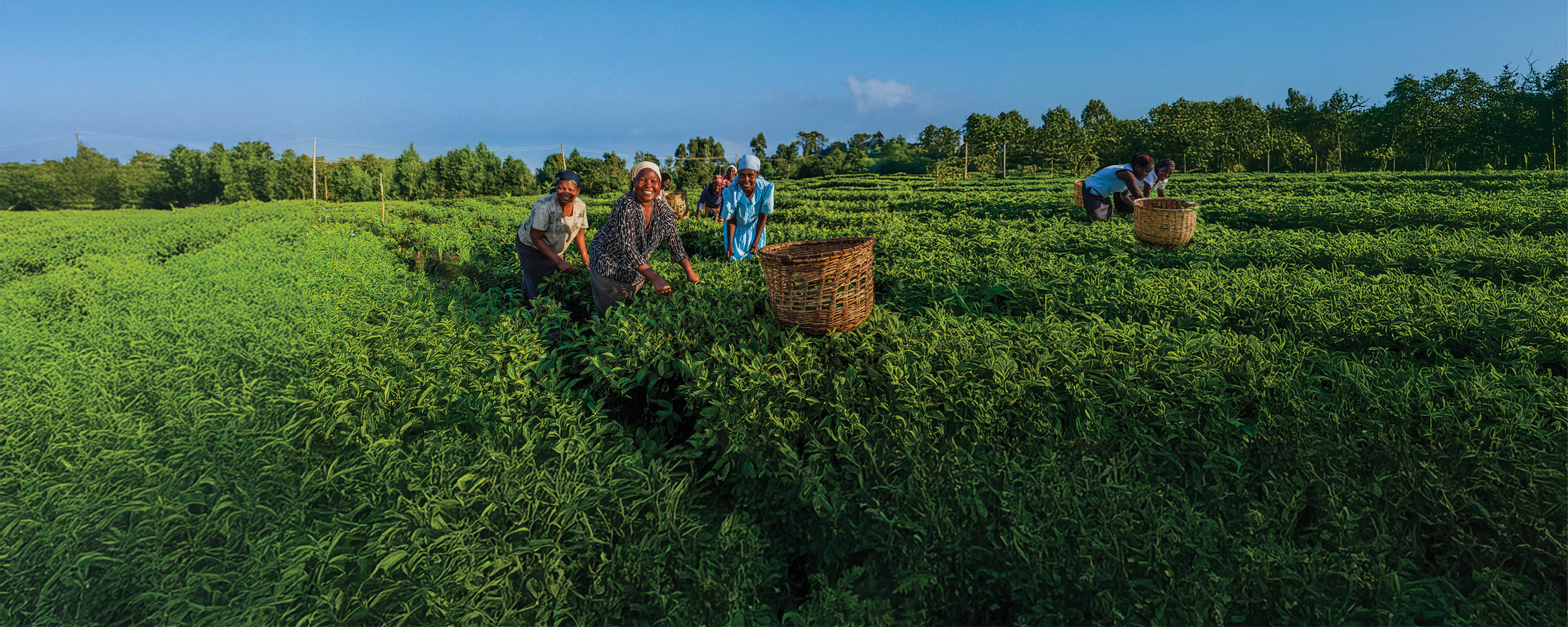 Tea plantation workers in Kenya
