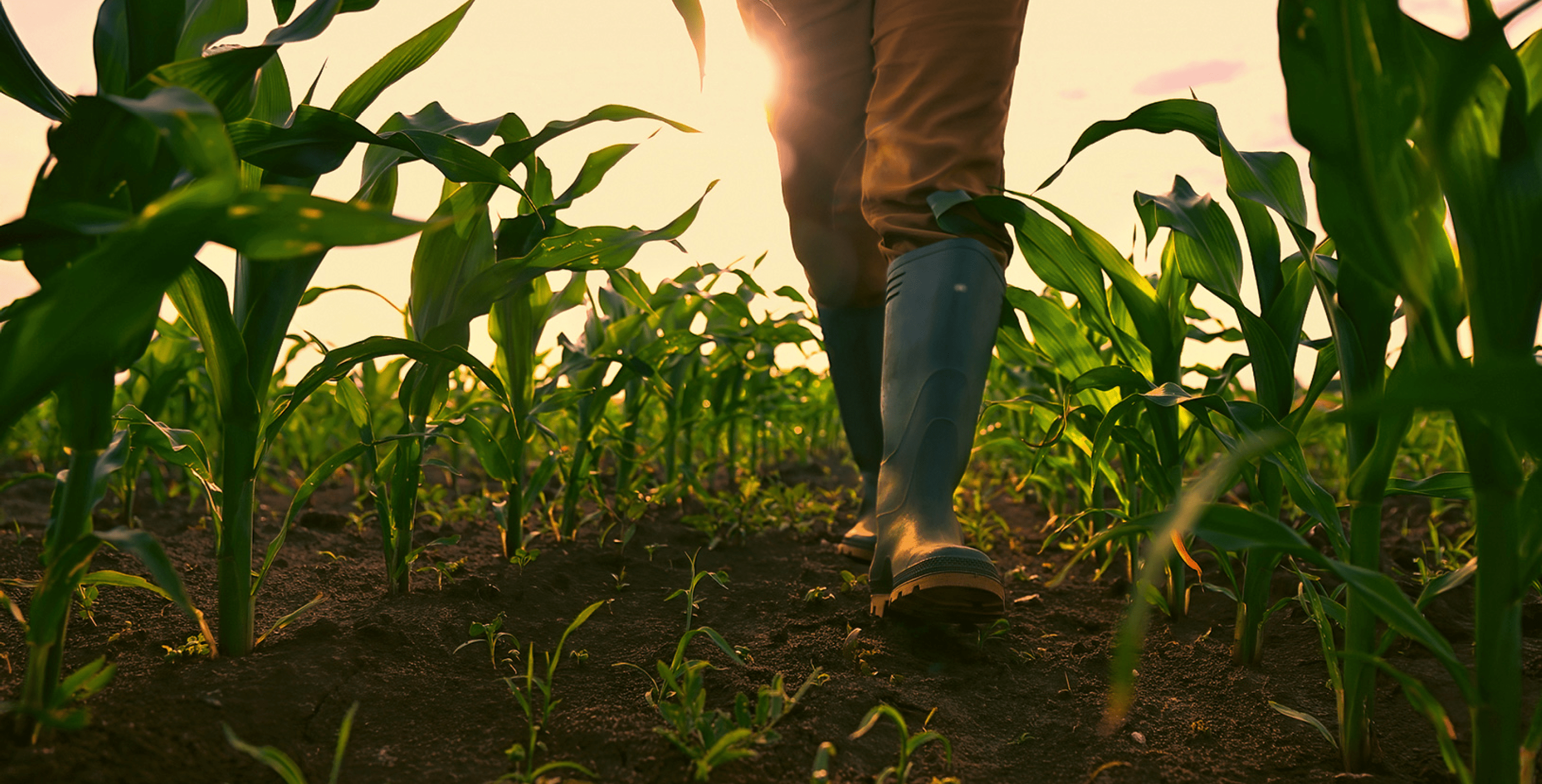 Farmer in corn field